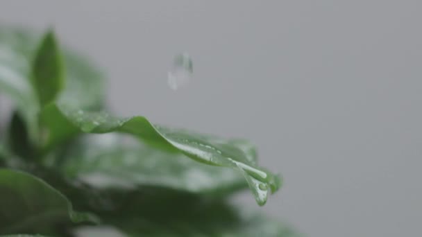 Planta de café árabe deja macro con gotas de agua cayendo en cámara lenta de 120 fps — Vídeo de stock