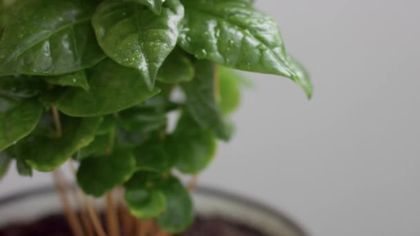 Plan inclinado de planta de café árabe en el estudio. Jardín casero — Vídeo de stock