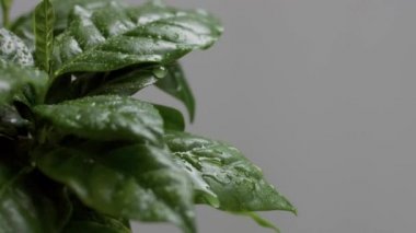 Arap kahve fabrikası yapraklara yakın.