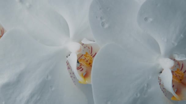 Pan câmera dolly macro de flores de orquídea florescendo — Vídeo de Stock