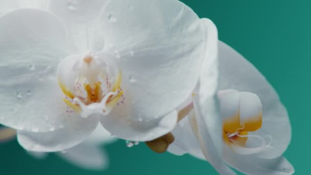 Orquídea floreciente blanca y movimiento suave de la cámara de la muñeca alrededor de la flor — Vídeos de Stock