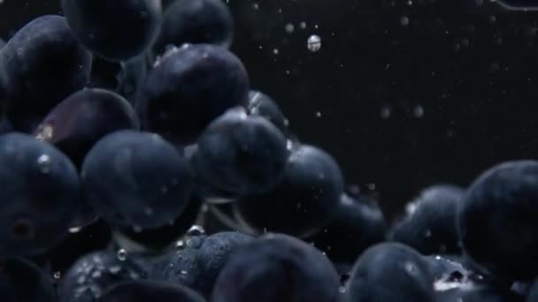 Myrtilles dans l'aquarium transparent rempli d'eau. Déplacement des bleuets et des bulles d'air dans l'eau — Video