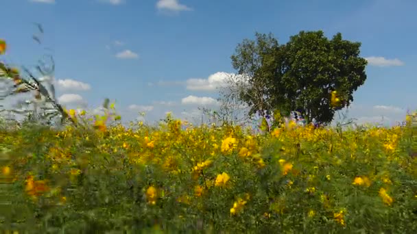 假日的明亮的草甸 — 图库视频影像