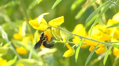 Tatil parlak meadows