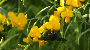Tatil parlak meadows