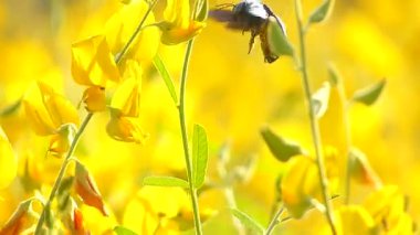 Tatil parlak meadows