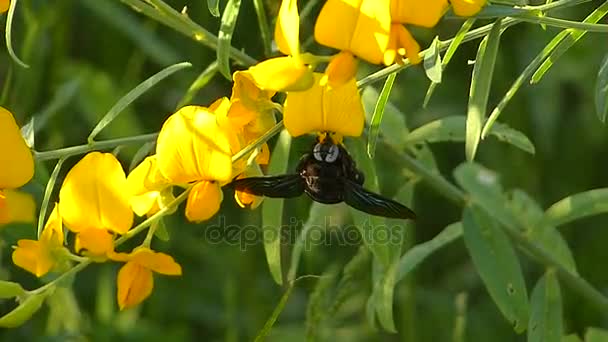 Bright Meadows Holiday — Stock Video