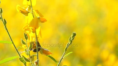 Tatil parlak meadows