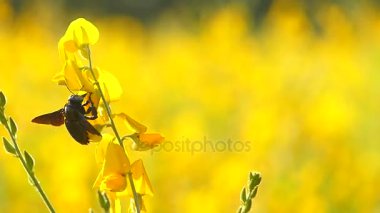 Tatil parlak meadows