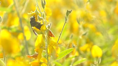 Tatil parlak meadows