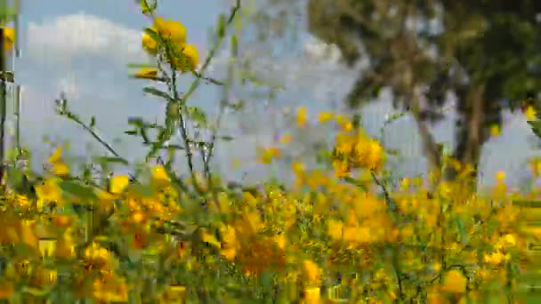 Die Hellen Wiesen Urlaub — Stockvideo