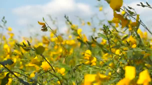 Prados Brilhantes Férias — Vídeo de Stock