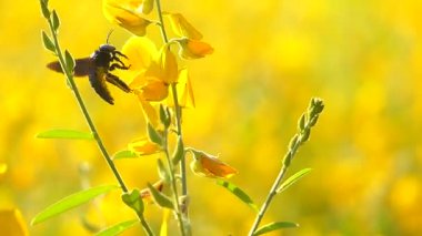 Sarı çiçek alan yaz ve Rüzgar