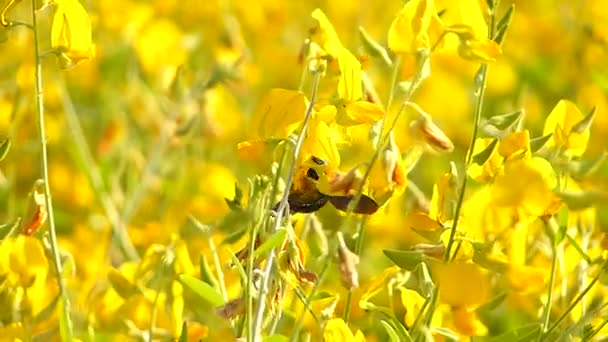 Gelbe Blumen Feld Sommer Und Wind — Stockvideo