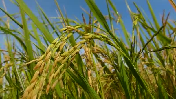 Campos Arroz Tailândia — Vídeo de Stock