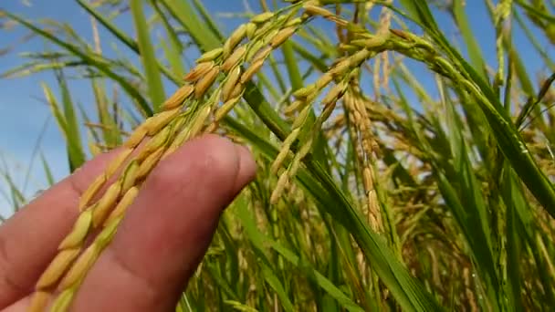 Campos Arroz Tailândia — Vídeo de Stock