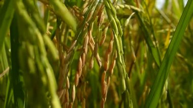 Tayland pirinç tarlaları