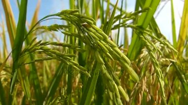 Tayland pirinç tarlaları