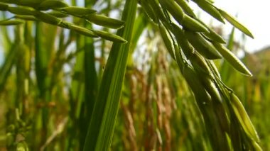 Tayland pirinç tarlaları