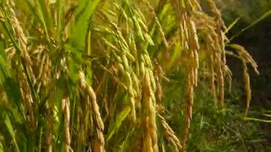 Tayland pirinç tarlaları