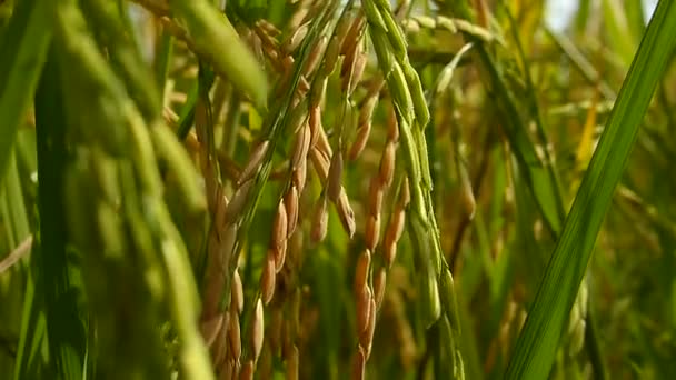 Campos Arroz Tailandia — Vídeo de stock