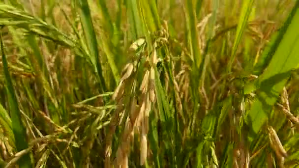 Campos Arroz Tailandia — Vídeos de Stock