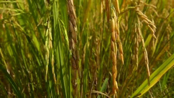 Campos Arroz Tailandia — Vídeos de Stock