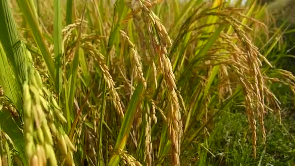 Rice Fields Thailand — Stock Video