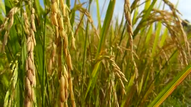 Campos Arroz Tailandia — Vídeos de Stock