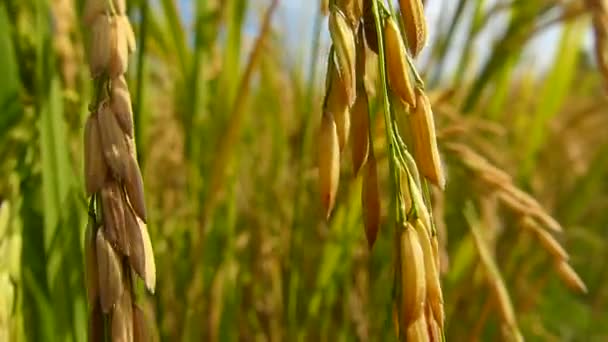 Campos Arroz Tailandia — Vídeo de stock