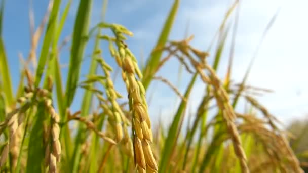 Campos Arroz Tailandia — Vídeo de stock