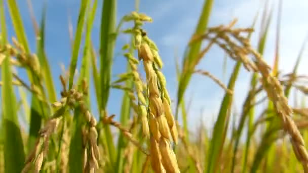 Campos Arroz Tailandia — Vídeos de Stock