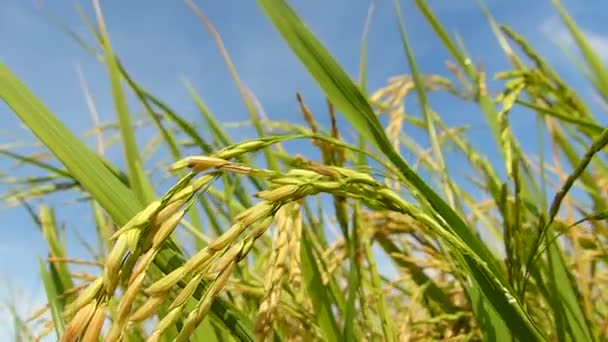 Campos Arroz Tailandia — Vídeo de stock