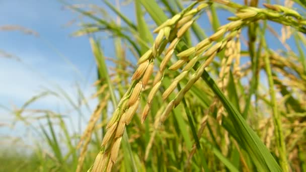 Τομείς Του Ρυζιού Από Ταϊλάνδη — Αρχείο Βίντεο