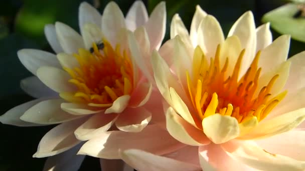 Beautiful Twin Lotus Pond — Stock Video