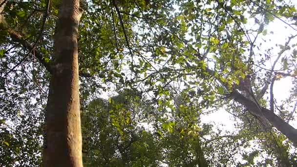 Uma Grande Árvore Que Habitat Morcegos — Vídeo de Stock