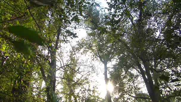 一棵大树 它是蝙蝠的栖息地 — 图库视频影像