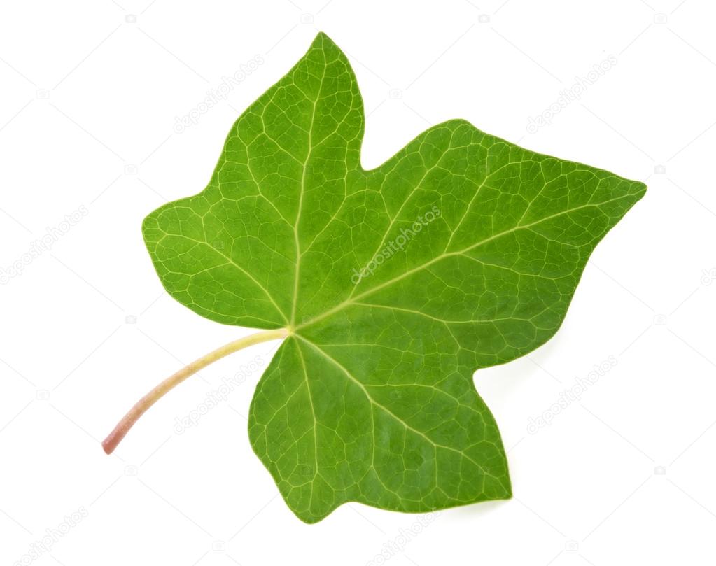 Green Ivy Leaf Stock Photo By ©scis65 125878236