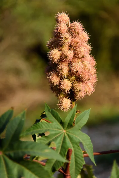 Ricino (Ricinus communis) — Foto de Stock