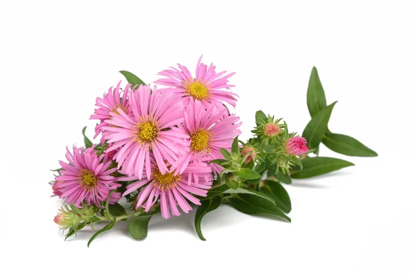 New York aster — Foto Stock