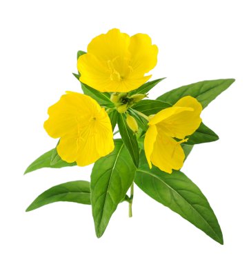 İyi akşamlar çuha çiçeği (Oenothera biennis)