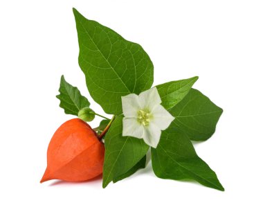Physalis alkekengi şube