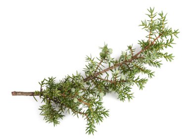 Ardıç dal çilek ile