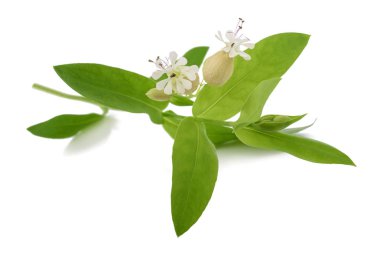 izole maidenstears çiçek