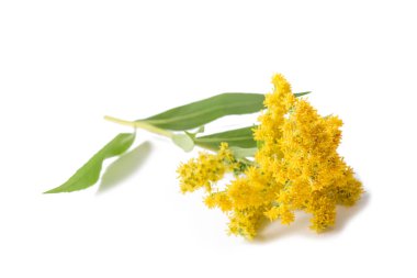 Altın Başak (Solidago kızgözü)