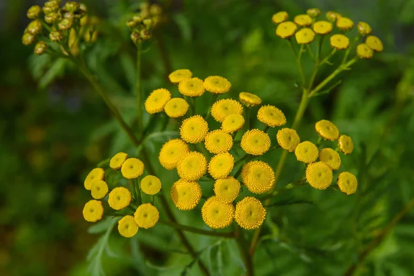 Tansy — Stock fotografie