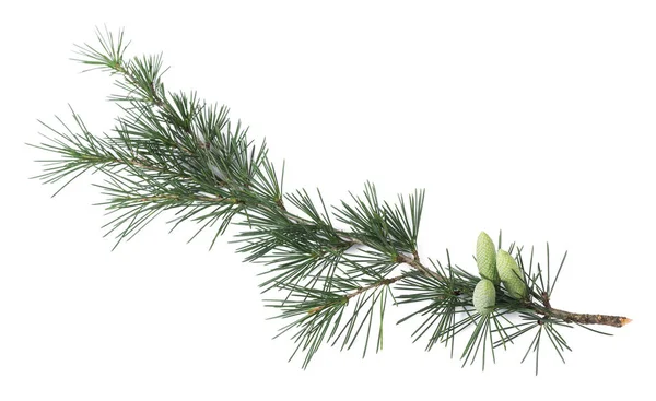 Pine branch with buds — Stock Photo, Image