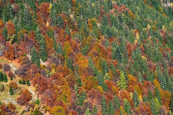 Floresta no outono — Fotografia de Stock