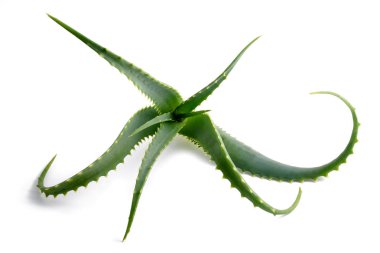aloe vera bitkisi