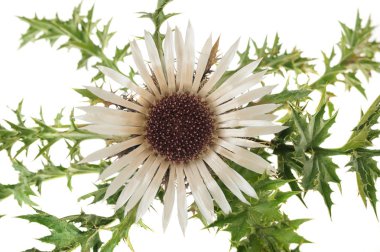 sapsız carline thistle